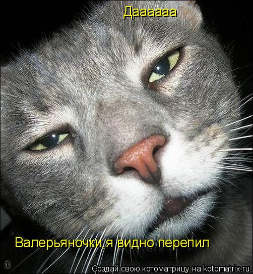 Валерьяночки,я видно перепил Даааааа... Котоматрица: Валерьяночки,я видно перепил Даааааа