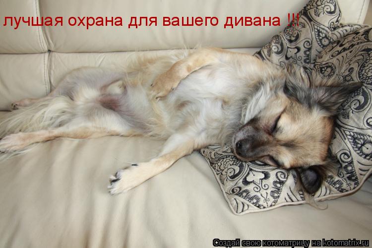 лучшая охрана для вашего дивана !!!... Котоматрица: лучшая охрана для вашего дивана !!!