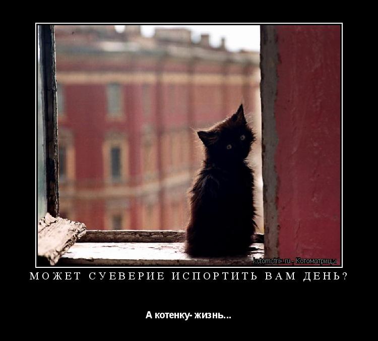 Может суеверие испортить вам день? А котенку- жизнь...... Котоматрица: Может суеверие испортить вам день? А котенку- жизнь...