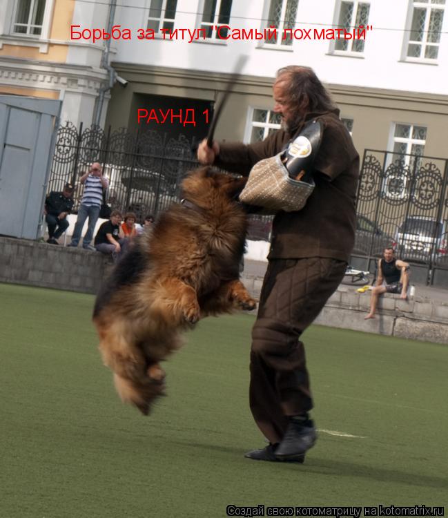 Борьба за титул "Самый лохматый" РАУНД 1... Котоматрица: Борьба за титул "Самый лохматый" РАУНД 1