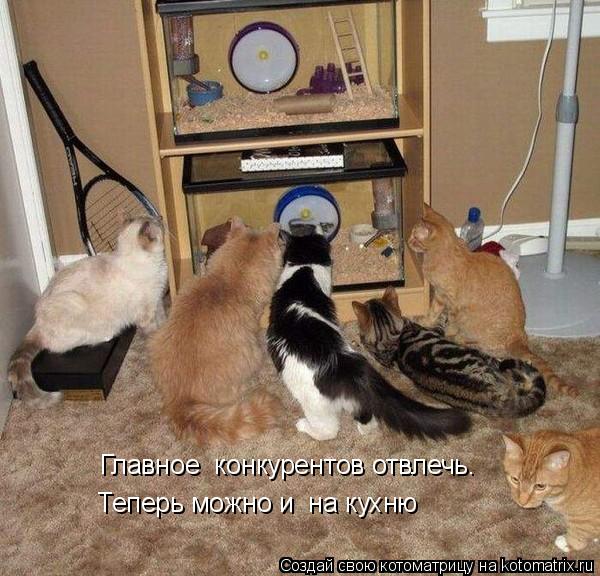 Главное конкурентов отвлечь. Теперь можно и на кухню... Котоматрица: Главное конкурентов отвлечь. Теперь можно и на кухню