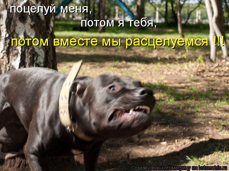 поцелуй меня, потом я тебя, потом вместе мы расцелуемся !!!... Котоматрица: поцелуй меня, потом я тебя, потом вместе мы расцелуемся !!!