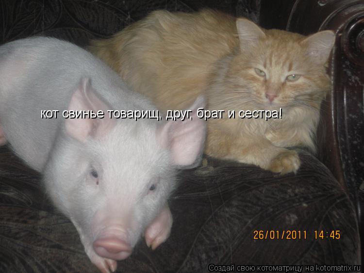 кот свинье товарищ, друг, брат и сестра!... Котоматрица: кот свинье товарищ, друг, брат и сестра!