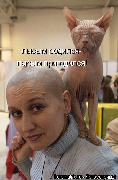 лысым родился- лысым пригодился!... Котоматрица: лысым родился- лысым пригодился!