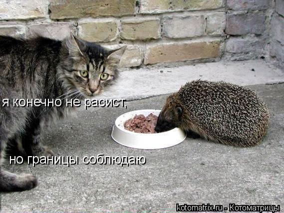 я конечно не расист, но границы соблюдаю... Котоматрица: я конечно не расист, но границы соблюдаю
