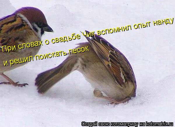 При словах о свадьбе Чик вспомнил опыт нанду и решил поискать песок... Котоматрица: При словах о свадьбе Чик вспомнил опыт нанду и решил поискать песок