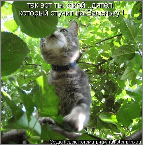 так вот ты какой...дятел, который стучит на Васеньку !... Котоматрица: так вот ты какой...дятел, который стучит на Васеньку !