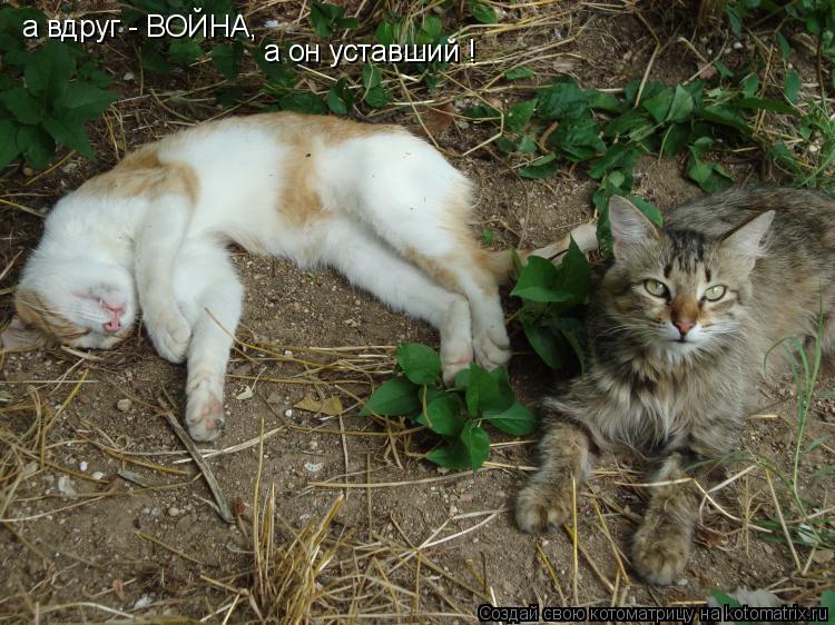 а вдруг - ВОЙНА, а он уставший !... Котоматрица: а вдруг - ВОЙНА, а он уставший !