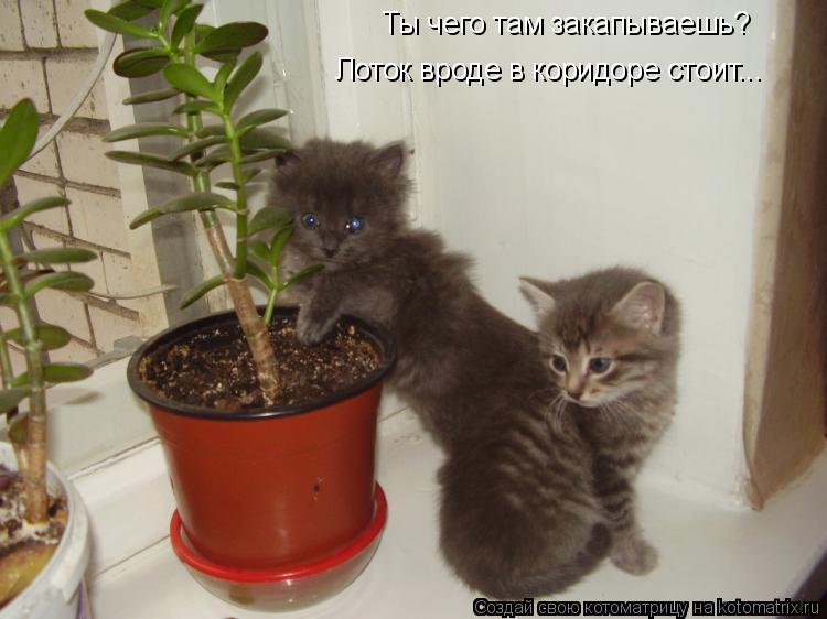 Ты чего там закапываешь? Лоток вроде в коридоре стоит...... Котоматрица: Ты чего там закапываешь? Лоток вроде в коридоре стоит...