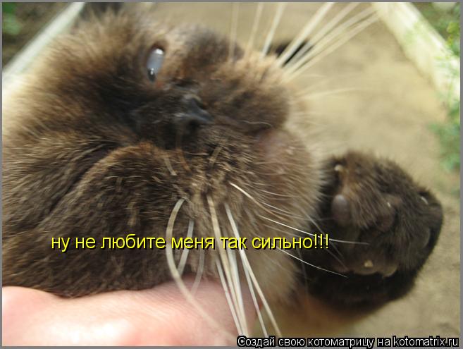 ну не любите меня так сильно!!!... Котоматрица: ну не любите меня так сильно!!!
