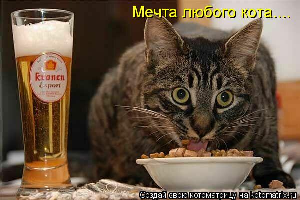Мечта любого кота....... Котоматрица: Мечта любого кота....