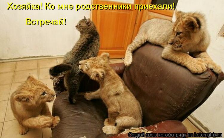 Хозяйка! Ко мне родственники приехали! Встречай!... Котоматрица: Хозяйка! Ко мне родственники приехали! Встречай!