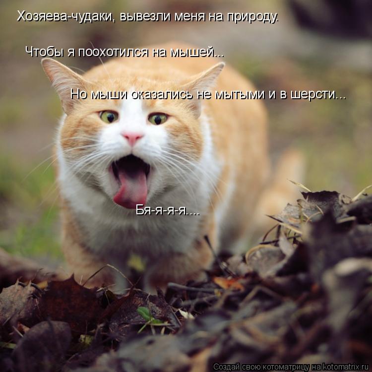 Хозяева-чудаки, вывезли меня на природу. Чтобы я поохотился на мышей... Но мыши оказались не мытыми и... Котоматрица: Хозяева-чудаки, вывезли меня на природу. Чтобы я поохотился на мышей... Но мыши оказались не мытыми и в шерсти... Бя-я-я-я....