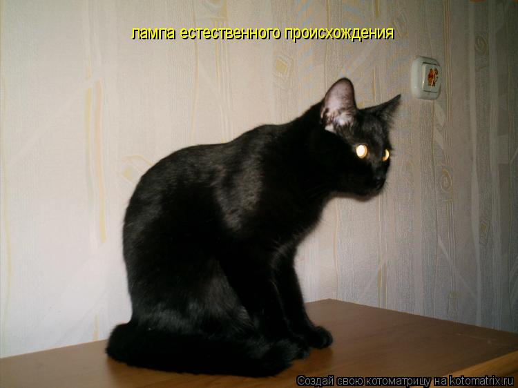 лампа естественного происхождения... Котоматрица: лампа естественного происхождения