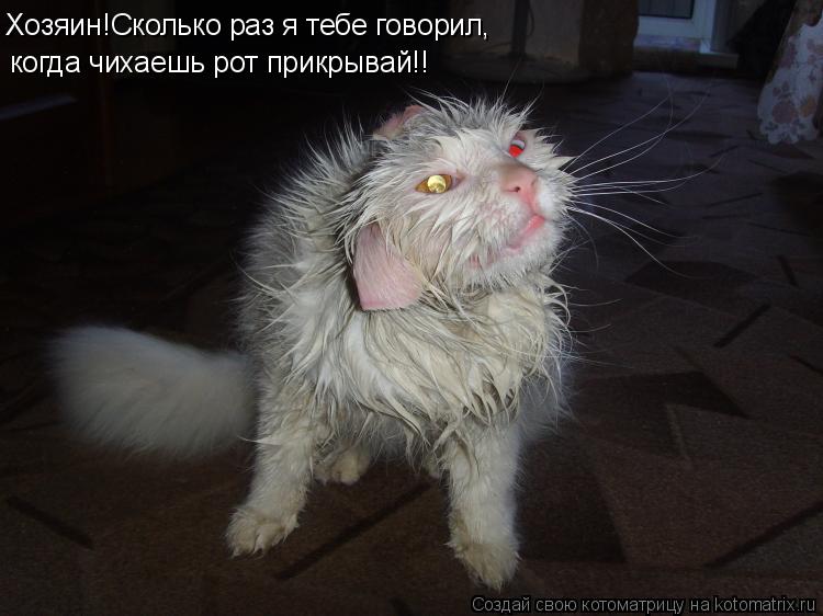 Хозяин!Сколько раз я тебе говорил, когда чихаешь рот прикрывай!!... Котоматрица: Хозяин!Сколько раз я тебе говорил, когда чихаешь рот прикрывай!!
