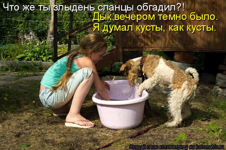 Что же ты злыдень сланцы обгадил?! Дык вечером темно было. Я думал кусты, как кусты.... Котоматрица: Что же ты злыдень сланцы обгадил?! Дык вечером темно было. Я думал кусты, как кусты.