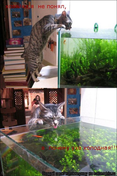хозяйка,я не понял, а почему уха холодная!!!!... Котоматрица: хозяйка,я не понял, а почему уха холодная!!!!