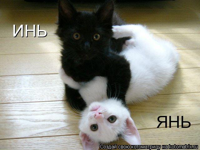 Котоматрица: ИНЬ ЯНЬ