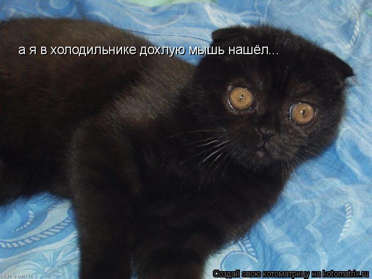 Котоматрица: а я в холодильнике дохлую мышь нашёл...