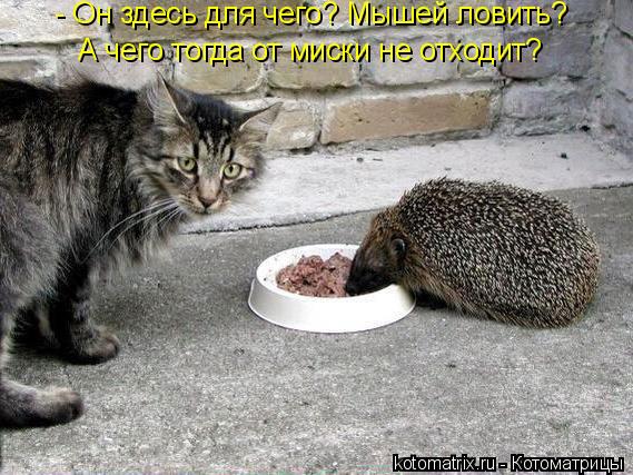 Котоматрица: - Он здесь для чего? Мышей ловить? А чего тогда от миски не отходит?