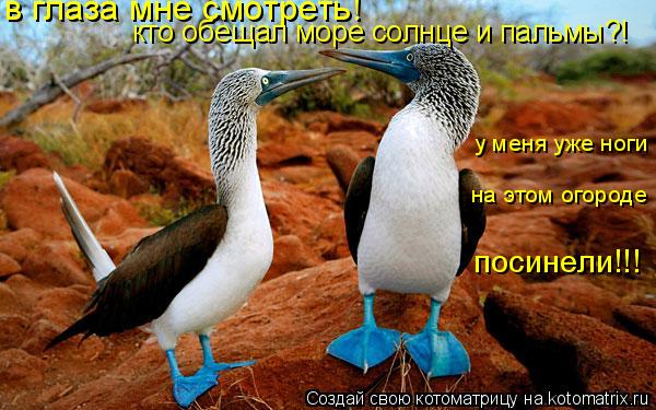 Котоматрица: в глаза мне смотреть!  кто обещал море солнце и пальмы?! у меня уже ноги  на этом огороде  посинели!!!