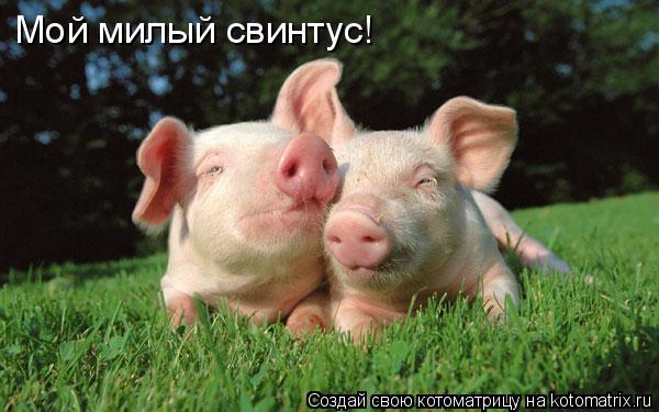 Котоматрица: Мой милый свинтус!