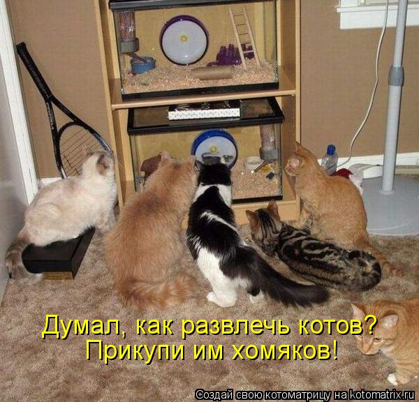 Котоматрица: Думал, как развлечь котов? Прикупи им хомяков!