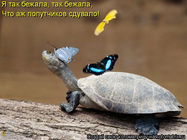 Котоматрица: Что аж попутчиков сдувало! Я так бежала, так бежала,