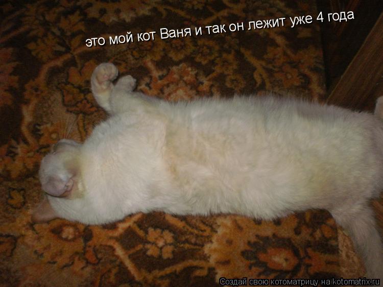 Котоматрица: это мой кот Ваня и так он лежит уже 4 года