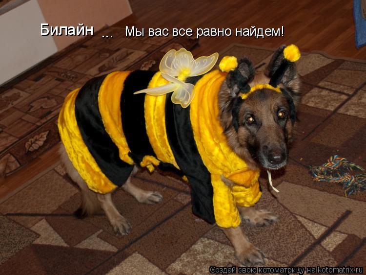 Котоматрица: Билайн ... Мы вас все равно найдем!