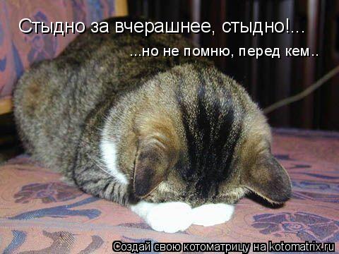 Котоматрица: Стыдно за вчерашнее, стыдно!... ...но не помню, перед кем..