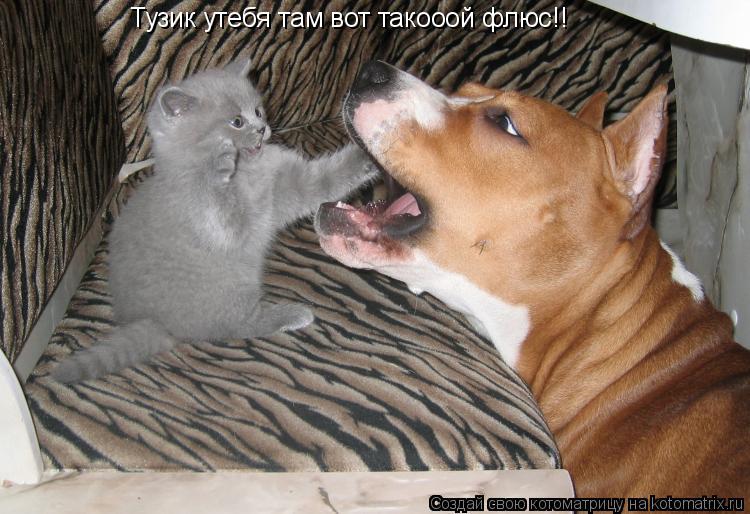 Котоматрица: Тузик утебя там вот такооой флюс!!
