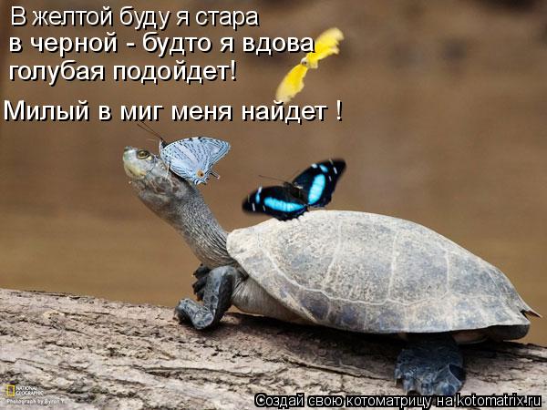 Котоматрица: В желтой буду я стара  в черной - будто я вдова голубая подойдет! Милый в миг меня найдет !