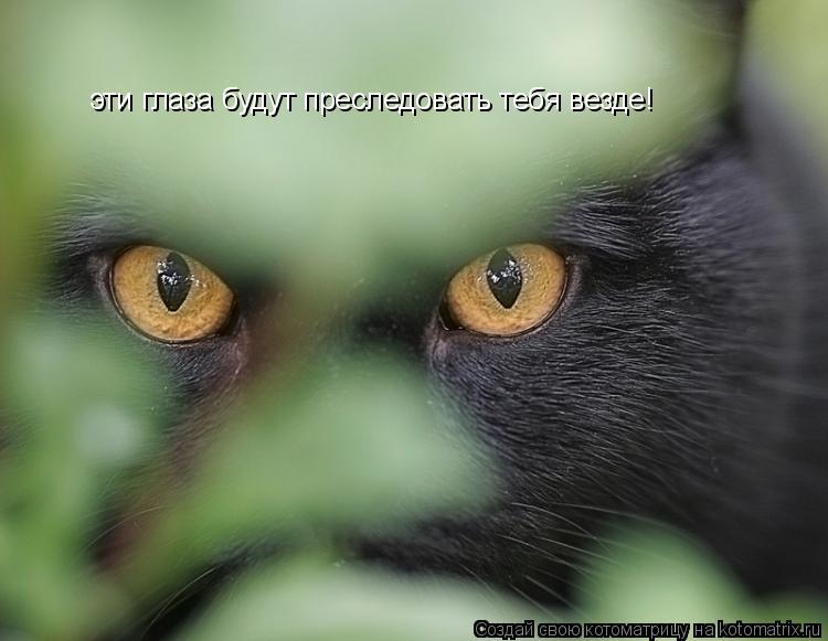 эти глаза будут преследовать тебя везде!... Котоматрица: эти глаза будут преследовать тебя везде!