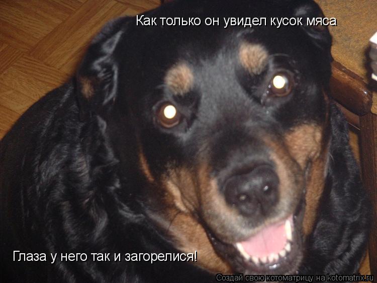 Котоматрица: Глаза у него так и загорелися! Как только он увидел кусок мяса