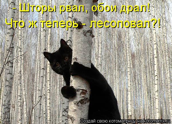- Шторы рвал, обои драл! Что ж теперь - лесоповал?!... Котоматрица: - Шторы рвал, обои драл! Что ж теперь - лесоповал?!