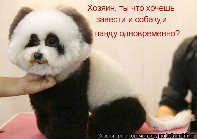 Котоматрица: Хозяин, ты что хочешь завести и собаку,и панду одновременно?