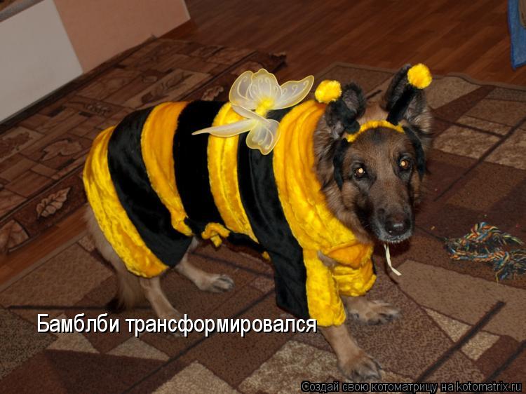 Котоматрица: Бамблби трансформировался