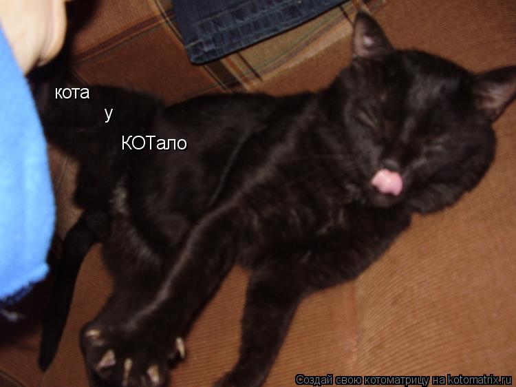 кота у КОТало... Котоматрица: кота у КОТало