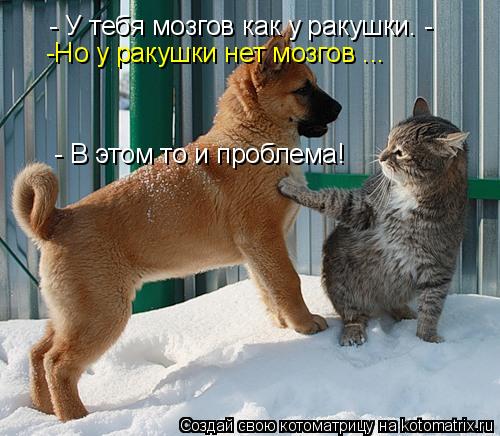 Котоматрица: - У тебя мозгов как у ракушки. -  -Но у ракушки нет мозгов ...  - В этом то и проблема!