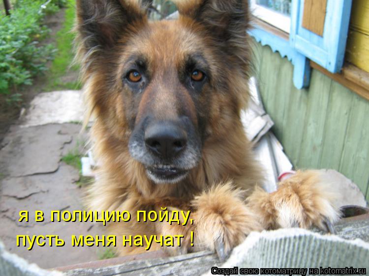 Котоматрица: я в полицию пойду, пусть меня научат !