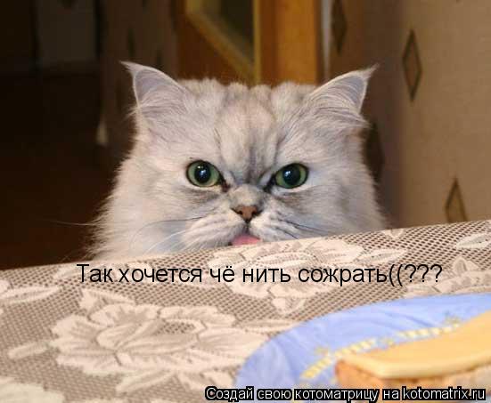 Котоматрица: Так хочется чё нить сожрать((???
