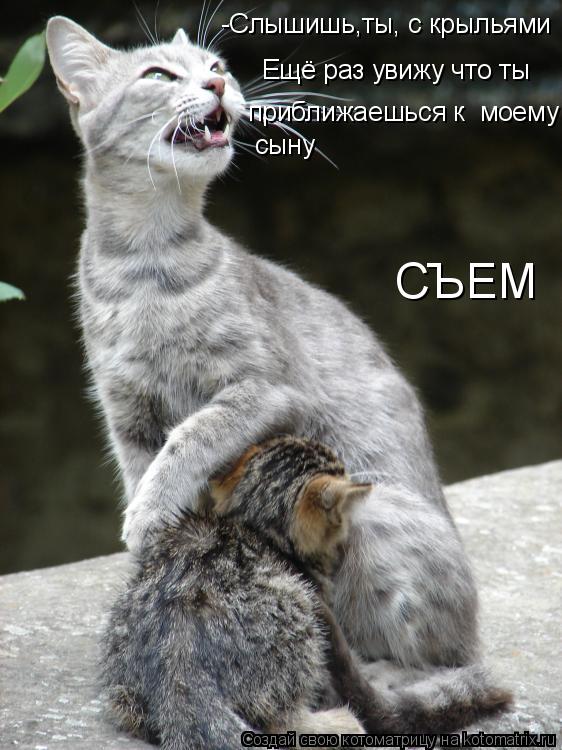 Котоматрица: -Слышишь,ты, с крыльями Ещё раз увижу что ты  приближаешься к  моему сыну СЪЕМ