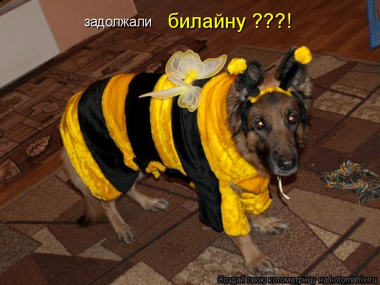 Котоматрица: билайну ???! задолжали