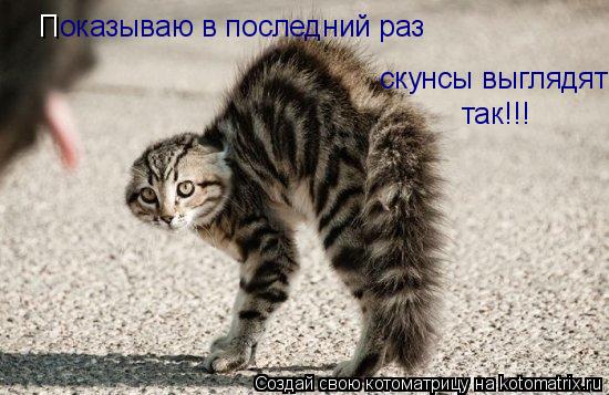 Котоматрица: Показываю в последний раз скунсы выглядят  так!!! П