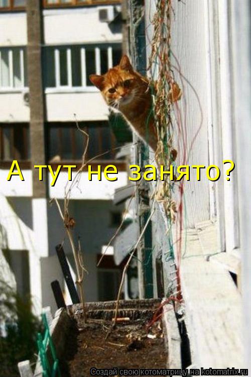 Котоматрица: А тут не занято?