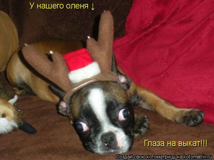 Котоматрица: У нашего оленя &#8595; Глаза на выкат!!!