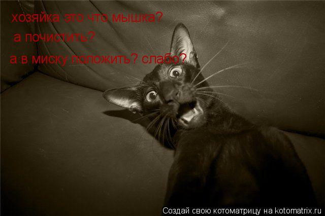 Котоматрица: хозяйка это что мышка? а почистить? а в миску положить? слабо?