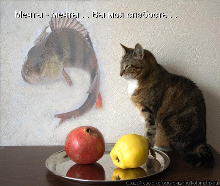 Котоматрица: Мечты - мечты ... Вы моя слабость ...