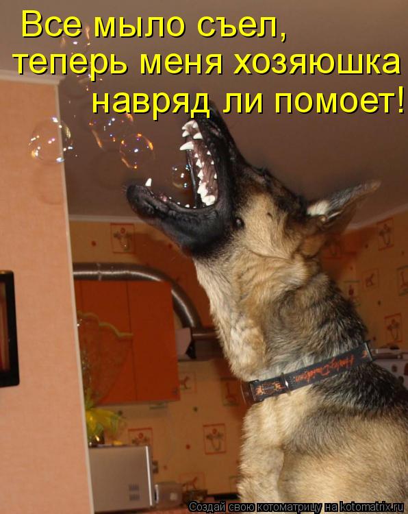 Котоматрица: Все мыло съел, теперь меня хозяюшка  навряд ли помоет!